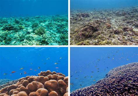 The Great Coral Grief of Lakshadweep islands | United Nations ...