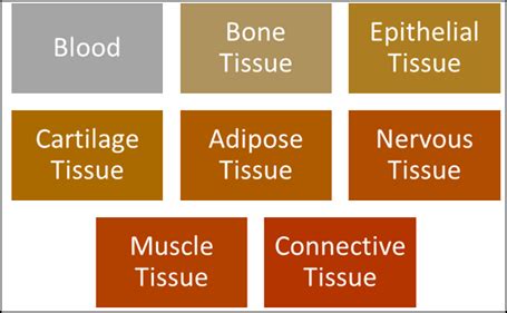 Animal Tissue: Introduction to Animal Tissue, Types of Animal Tissue ...