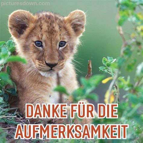 Danke für eure aufmerksamkeit bild Löwe