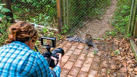 Exploring the Enchanting Bolivian Amazon: A Wildlife Photography Series by Kristi Odom