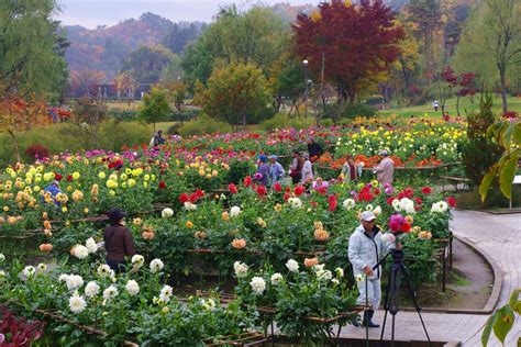 【川西ダリヤ園】ダリヤ切り花収穫デーのご案内：川西町観光協会～ようこそ、ダリヤの里かわにしへ。