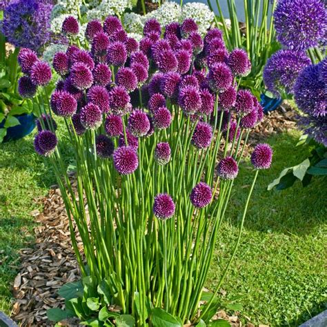 Allium sphaerocephalon (Drumstick) – PRE-ORDER DISPATCHED MID-SEPTEMBER ONWARDS - Woodland Bulbs