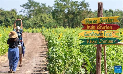 Sunflower Field Lopburi Thailand | Best Flower Site