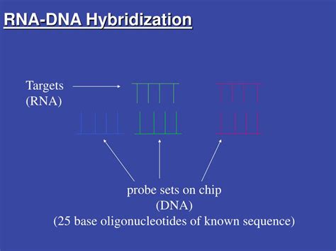 PPT - Large Scale Gene Expression with DNA Microarrays PowerPoint ...