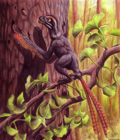 Epidexipteryx – Emily Willoughby Art