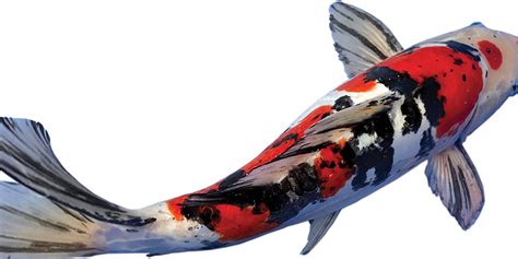 Understanding Color-Changing Koi Fish - POND Trade Magazine