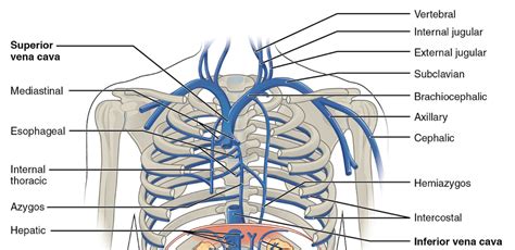 Superior Vena Cava (SVC) | Anatomy | Geeky Medics