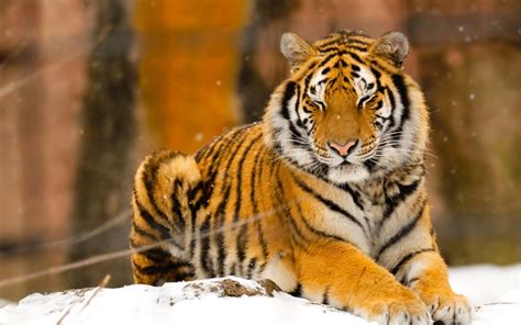 🔥 [69+] Siberian Tiger Wallpapers | WallpaperSafari