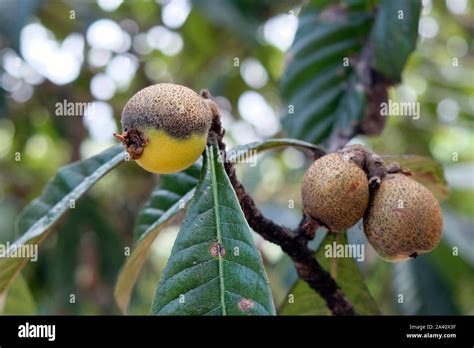 The leaves and fruits of the medlar began to turn black and dry ...