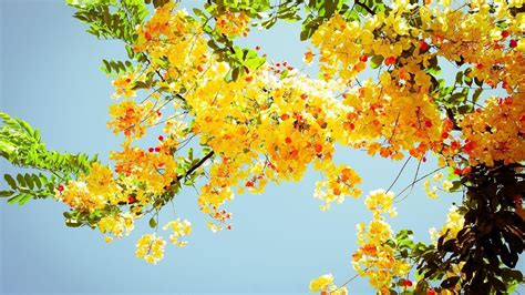 Yellow Desktop Backgrounds (62+ pictures)