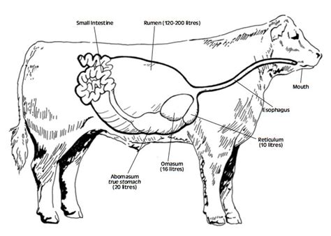 Draw And Label The Digestive System Of Cow - Draw easy