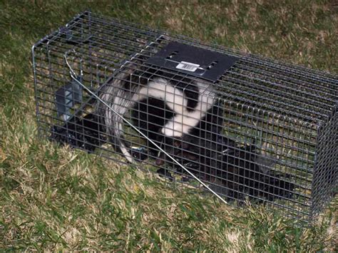 skunk control - skunk trapping and removal