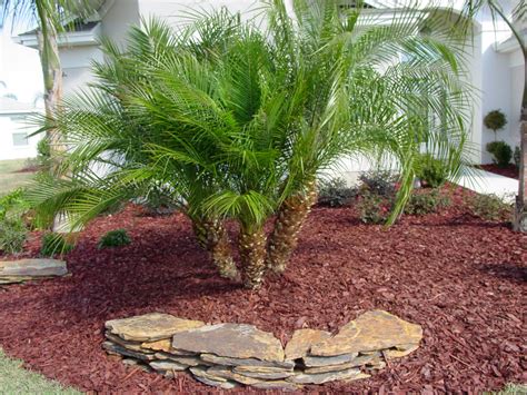 Date Palm - Hello Hello Plants & Garden Supplies