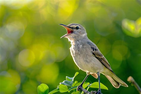 Northern Mockingbird Singing in Urban Park with nature background 48612560 Stock Photo at Vecteezy