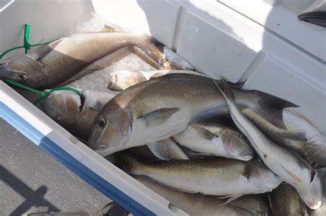 Recreational Tilefish Permitting and Reporting — Mid-Atlantic Fishery Management Council