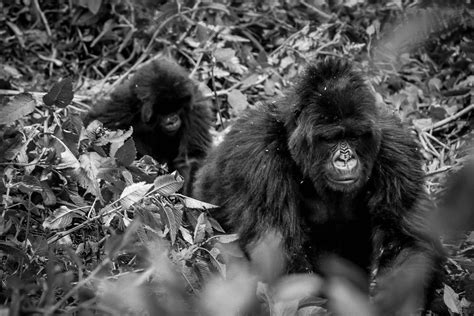 Mountain gorillas Rwanda The sight of the mountain gorillas moving ...