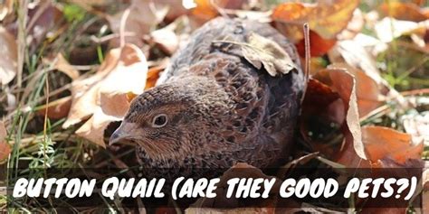 Cute as a Button: Do Button Quail Make Good Pets? - Sorry Chicken