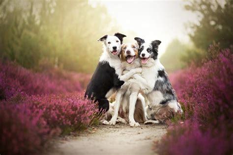 25 Dog Photography Tips & Ideas