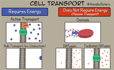 Membrane Transport - SCIENTIST CINDY