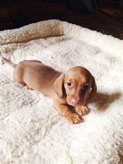 Oh, hello there. | Dachshund puppies, Dachshund puppy miniature, Puppies