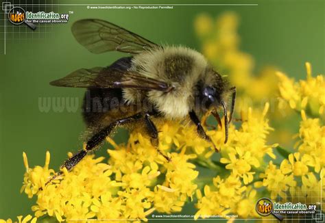 Common Eastern Bumble Bee