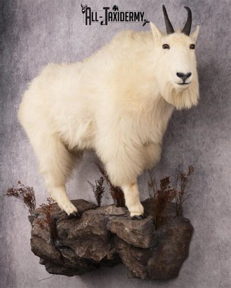 Full Body Mountain Goat Taxidermy Mount SKU 2653 - All Taxidermy