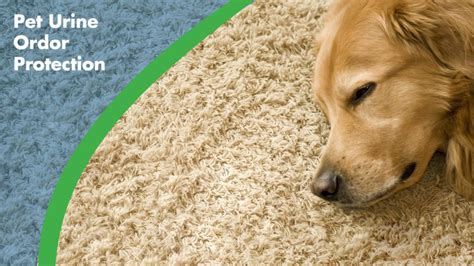 Pet Odor Removal | Chem-Dry of Boulder | Drier, Cleaner & Healthier