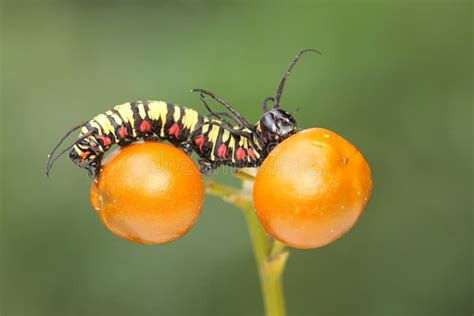 A Bright Yellow Caterpillar is Eating a Wild Fruit. Stock Photo - Image of furry, fruit: 236564332