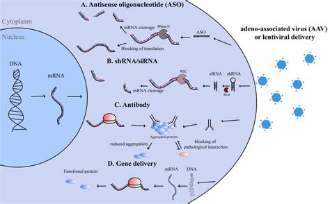 Gene therapy mechanism of action. Schematic representation of possible... | Download Scientific ...