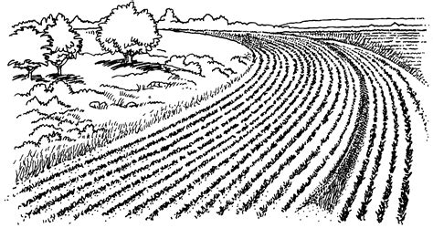 Field Of Crops Drawing at Drawing