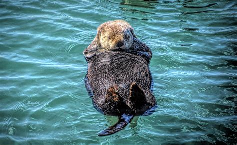 Sleeping Sea Otter Photograph by Barbara Snyder - Pixels