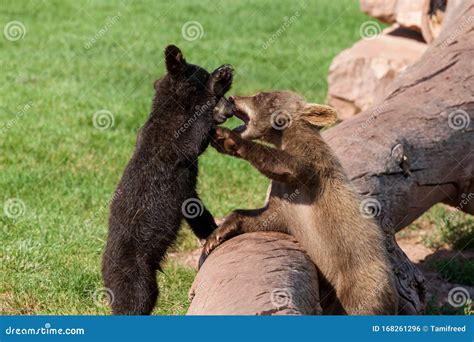 Playing Baby Bears stock photo. Image of balance, hills - 168261296