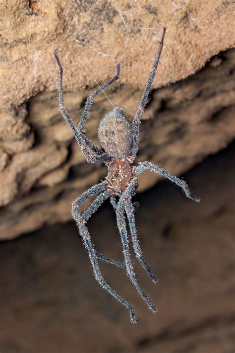 Nelson cave spider | New Zealand Geographic