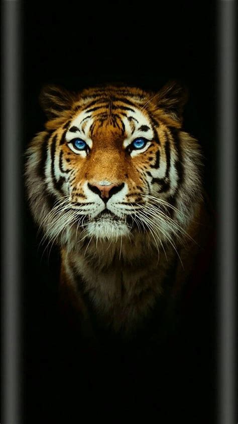 Discover more than 81 tiger pic wallpaper latest - 3tdesign.edu.vn