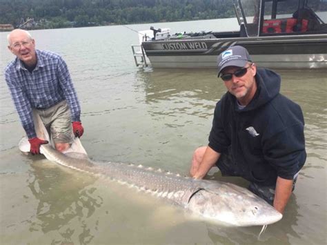 July 2018 BIG Sturgeon catches - Silversides Fishing Adventures