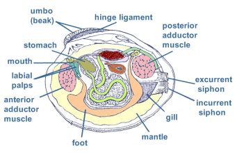 Clam Anatomy Diagram - Anatomical Charts & Posters