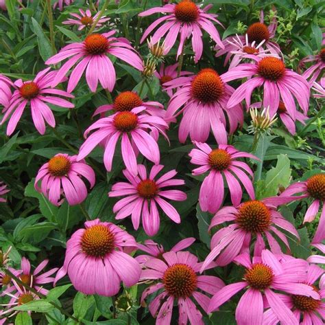 Purple Coneflower - Van Wilgen's Garden Center