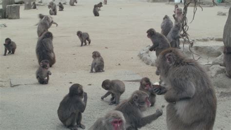 Many Monkeys Gathered Running in Stock Footage Video (100% Royalty-free) 1042110265 | Shutterstock