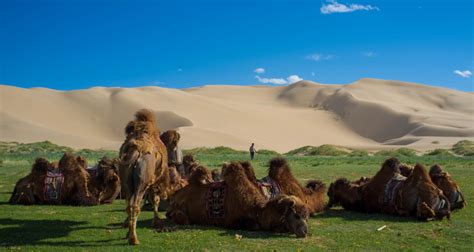 Mongolie – Le désert de Gobi – Nature Insolite