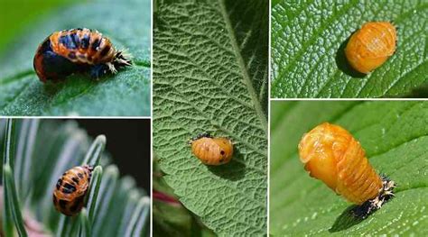 Cycle de vie des coccinelles : œufs, larves, pupes, adultes (avec photos) - Guide d ...