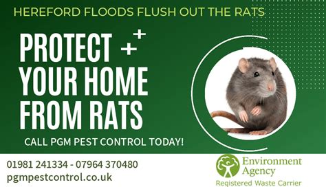 Herefordshire Flood Waters Flushing out the Rats? Hereford health watch 2020 rat infestation removal