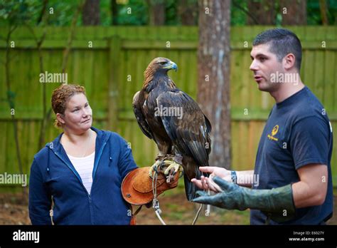 Woman Holding A Golden Eagle At A Falconry Experience Center Parcs Sherwood Forest ...