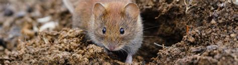 Learn More About Voles And The Problems They Cause