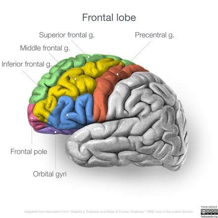 Frontal lobe | Radiology Reference Article | Radiopaedia.org