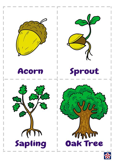 From Acorn to Oak Tree Free Printables. TeachersMag.com