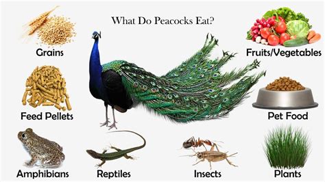 What Do Peacocks Eat? | Food animals, Peacock facts, Peafowl