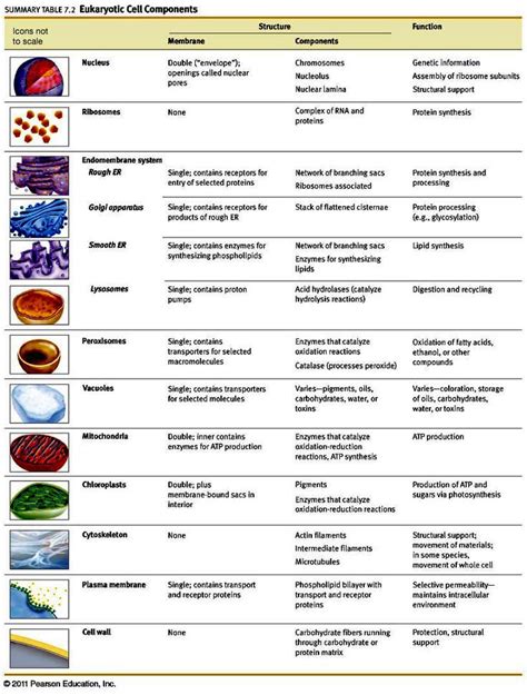 Pin by EzPz Science on Cells | Biology lessons, Cell biology, Biology ...