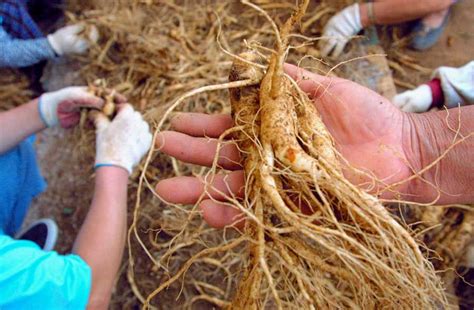 West Virginia Ginseng Harvest Season Has Begun! | WOAY.TV - The Official Online Home of WOAY ...