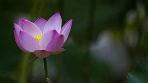 Beautiful Lotus Flower High-Resolution Wallpaper - HD Wallpapers | Wallpapers Download | High ...