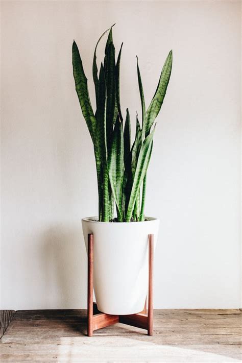 ADDING GREEN TO YOUR HOME - TAKE AIM BLOG | Decoracion plantas, Plantas ...